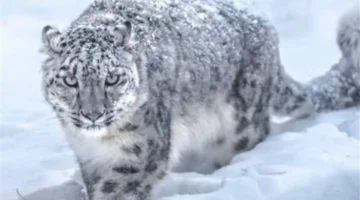 خوذة الرأس تنقذ متزلجة من الموت بعد هجوم نمر الثلوج المفترس عليها